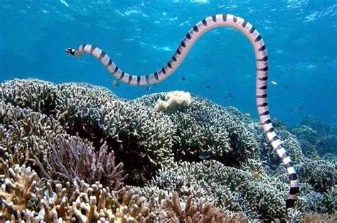Lintah laut beracun  Jadi, pengertian Echinodermata adalah hewan yang memiliki duri pada bagian kulitnya